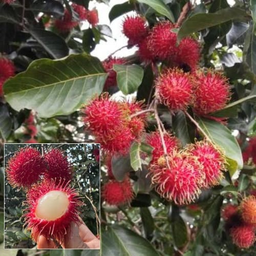Rumbutan Hybrid Layering/Grafted  Fruit Plant (Height 1-1.5 Feet) 1 Healthy Fresh Plant  For Home Garden sweet and juicy fruits.