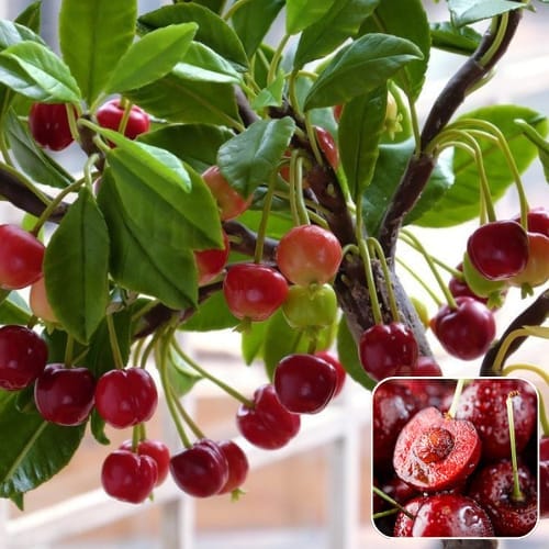 Sweet Cherry Grafting Fruit  Plant (Height 1-2 Feet) Fruits After 7-8 Month, (Thai Variety) 1 Healthy Plant  ideal for Home Garden