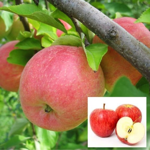 Gola Apple Seb  Layering/Grafted Fruit  Plant (Height 1-1.5 Feet ) 1 Healthy Plant For Home Garden