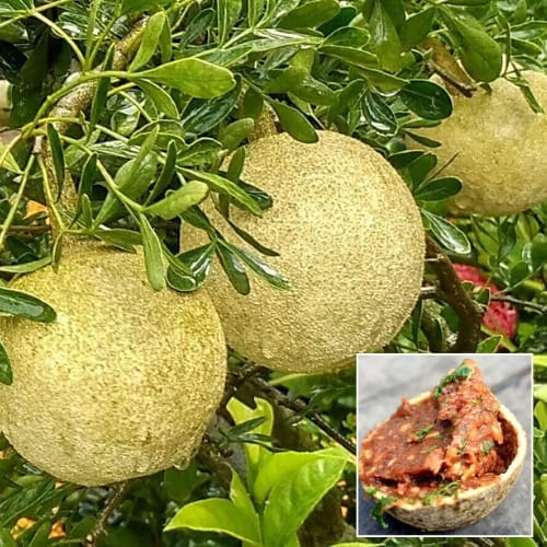 Thai Wood Apple Grafting Fruit Plant (Height 1-2 Feet) 1 Healthy Plant For Home Garden