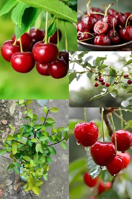 Rare  Red Sweet Cherry Fruit (Plant Height 1.5-2) Cherry Fruit Orignal Hybrid Plant (1 Healthy Cherry Plant) For Home Graden Outdoor Fruit Tree