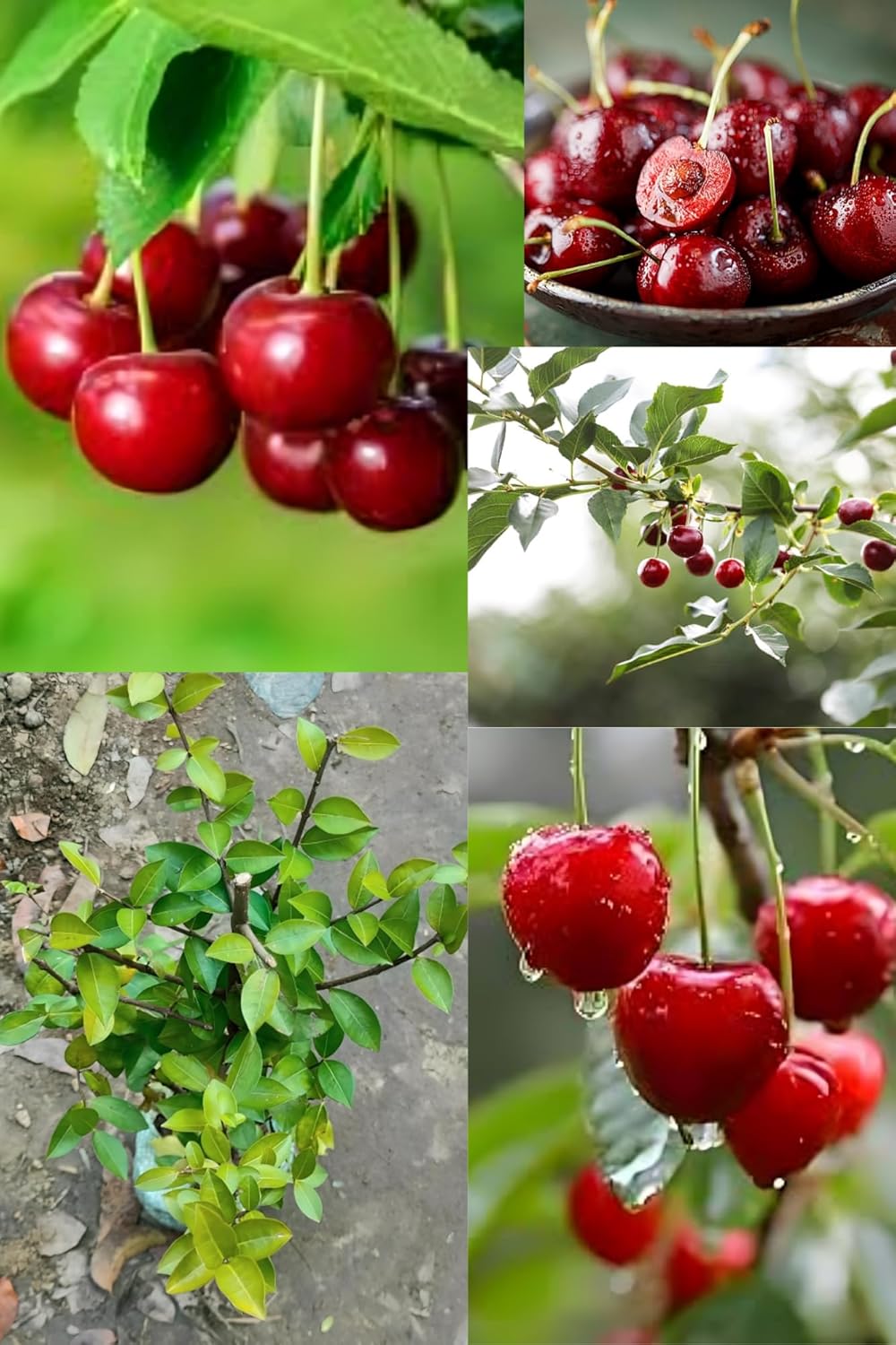 Rare  Red Sweet Cherry Fruit (Plant Height 1.5-2) Cherry Fruit Orignal Hybrid Plant (1 Healthy Cherry Plant) For Home Graden Outdoor Fruit Tree