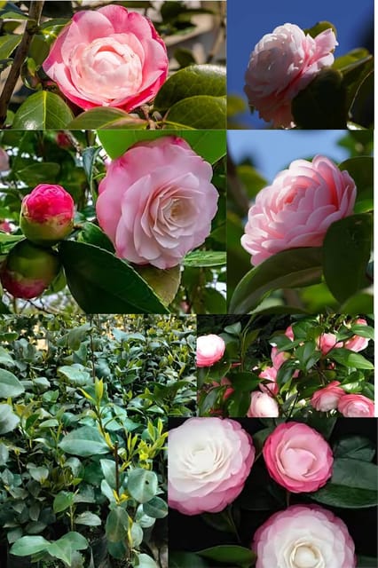 Rare  Camellia Japonica 'Desire' Pink Flower Plant (Heaghit 1.5-2 Feet) Camellia Pink Orignal Hybrid Variety Flower Plant |Mildly Fragrant| For Home Graden Outdoor  Tree Pack Of-1