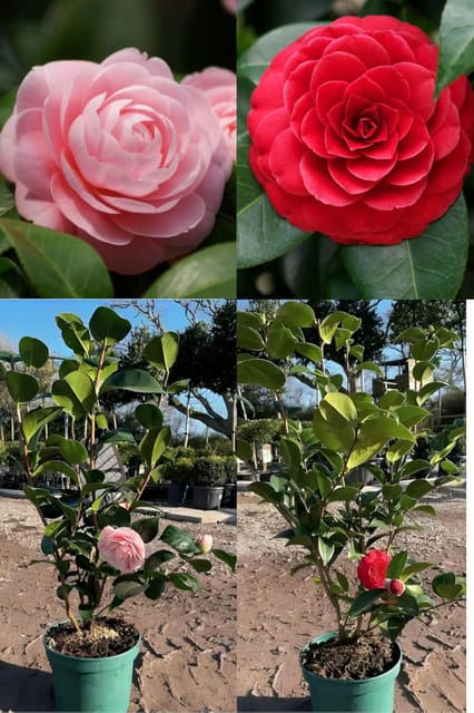Rare  Camellia Red+Pink Perfection Flower  Plant Rare Hybrid (Height 1.5-2 Feet) Original Rare  Flower Plant For Home Garden Balcony Bush Indoor Outdoor Shrubs Tree