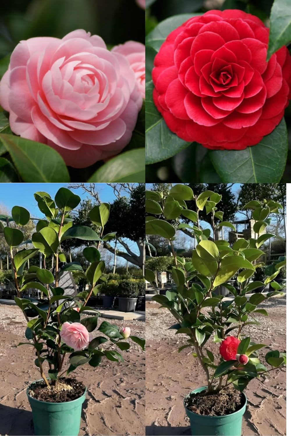 Rare  Camellia Red+Pink Perfection Flower  Plant Rare Hybrid (Height 1.5-2 Feet) Original Rare  Flower Plant For Home Garden Balcony Bush Indoor Outdoor Shrubs Tree