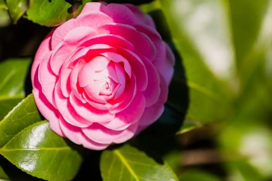 Rare (Camellia Japonica 'E.G. Waterhouse' Pink Flower Plant (Heaight 1.5-2 Feet) Camellia Orignal Hybrid Varity Flower Plant |Light To No Fragrance|For Home Graden Outdoor Tree-1