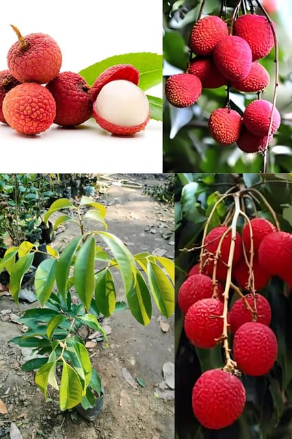 Original Rare Red Ball Variety Litchi Fruit Plant Hybrid (1.5-2 Feet Height) Litchi Plant Original Rare  Hybrid Lychee Fruit Plant For Home Graden Outdoor  Tree