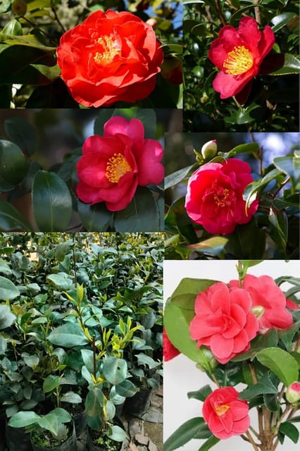Rare  Australis Red Beauty Camellia Flower Plant (Heaight 1.5-2 Feet) Camellia Orignal Hybrid Varity Flower Plant Sweet (Mildly Fragrant) For Home Graden Outdoor  Tree [Pack Of -1]