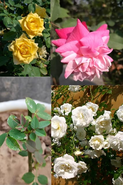 Climbing Rose Flower Plant (Height 1-1.5 Feet) Climbing Orignal Hybird Variety Flower Plant |Fragrant: Sweet| Low Maintenance | For Home Garden Outdoor  Flower Tree