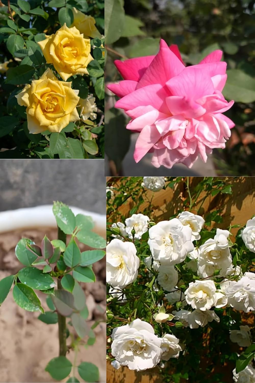 Climbing Rose Flower Plant (Height 1-1.5 Feet) Climbing Orignal Hybird Variety Flower Plant |Fragrant: Sweet| Low Maintenance | For Home Garden Outdoor  Flower Tree