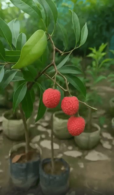 Chaina 3 Litchi Fruit Plant