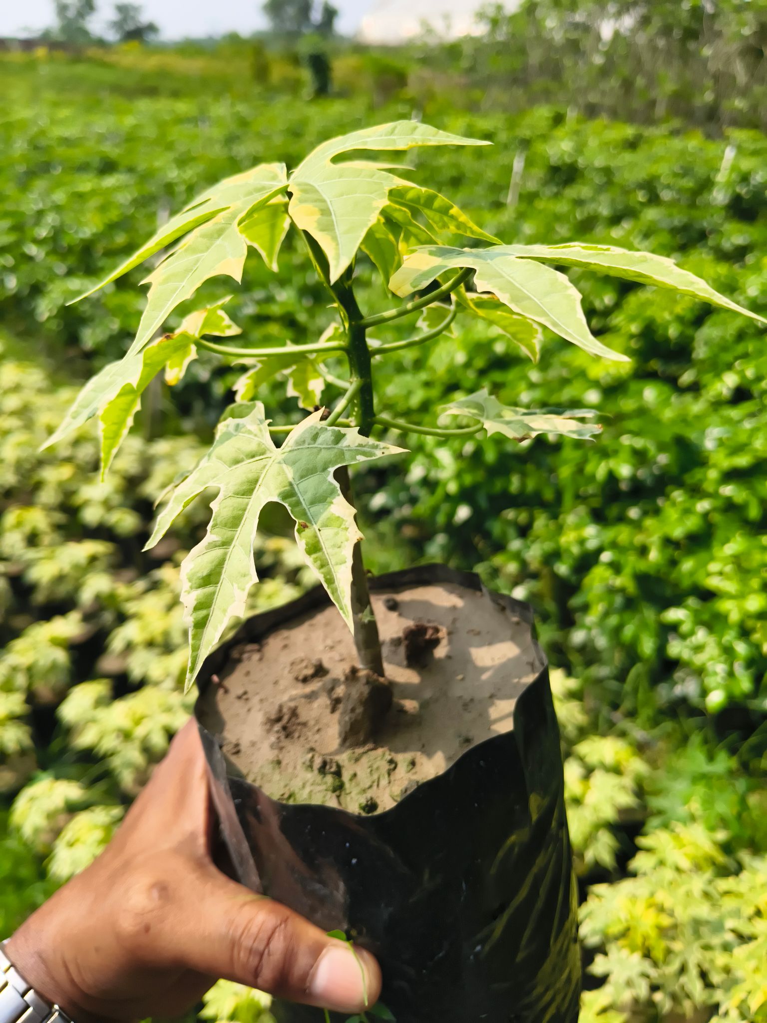 Variegated Chaya Tree Spinach  Plant (Cnidoscolus aconitifolius) |  Perennial Leafy Plant | Rare Variegated  Ornamenta