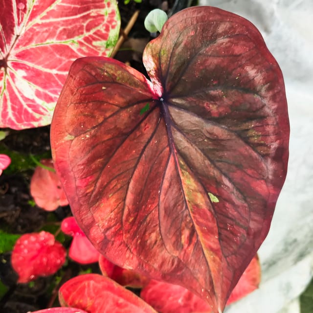 Thai Variety Caladium Plant with Pot | Summer Plant (Pack of 1, 12 Inches)