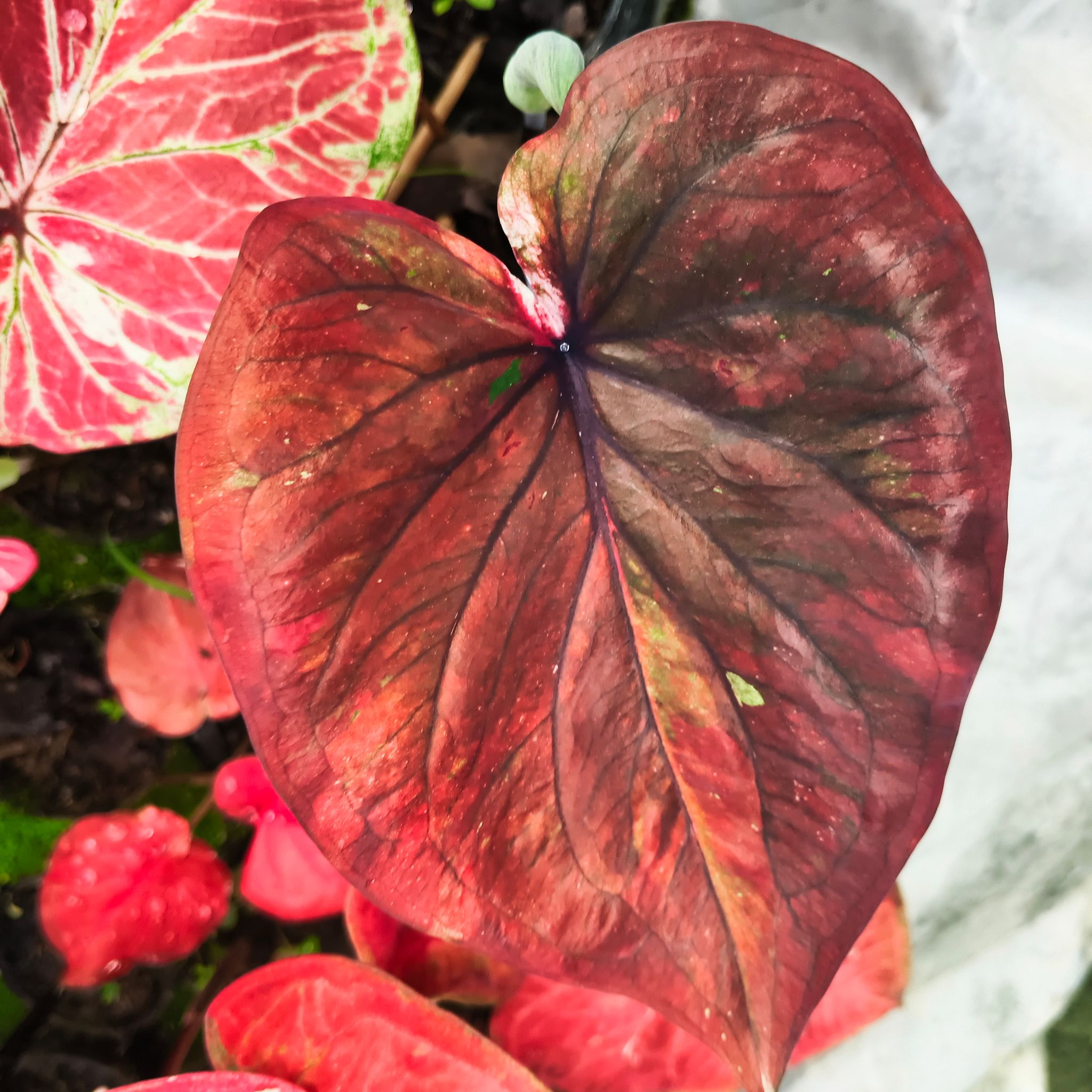 Thai Variety Caladium Plant with Pot | Summer Plant (Pack of 1, 12 Inches)