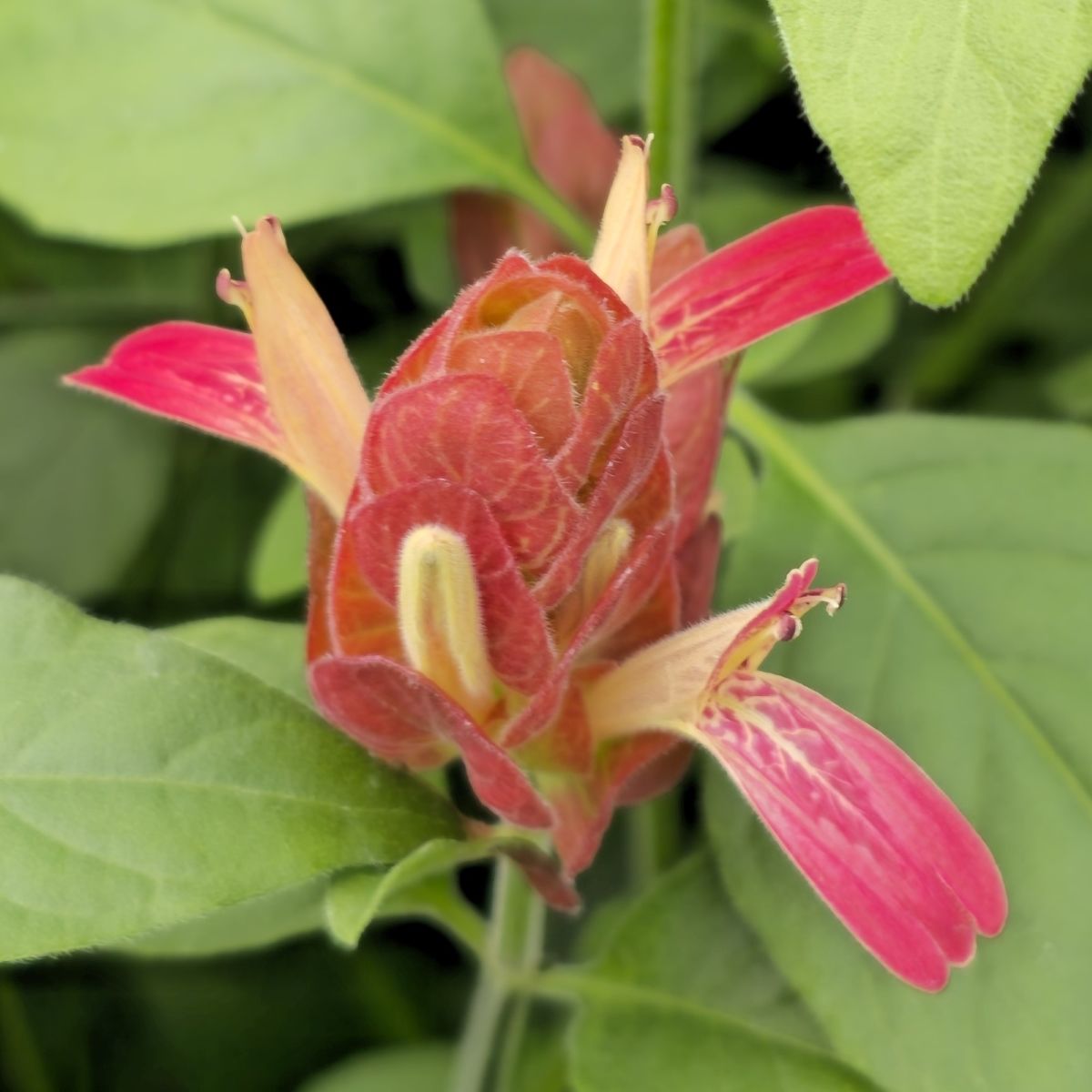 Red Shrimp Plant (False Hope Shrimp Plant)