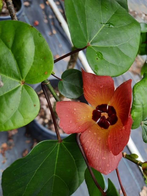 Hibiscus Tiliaceus Flower Plant - Sea hibiscus