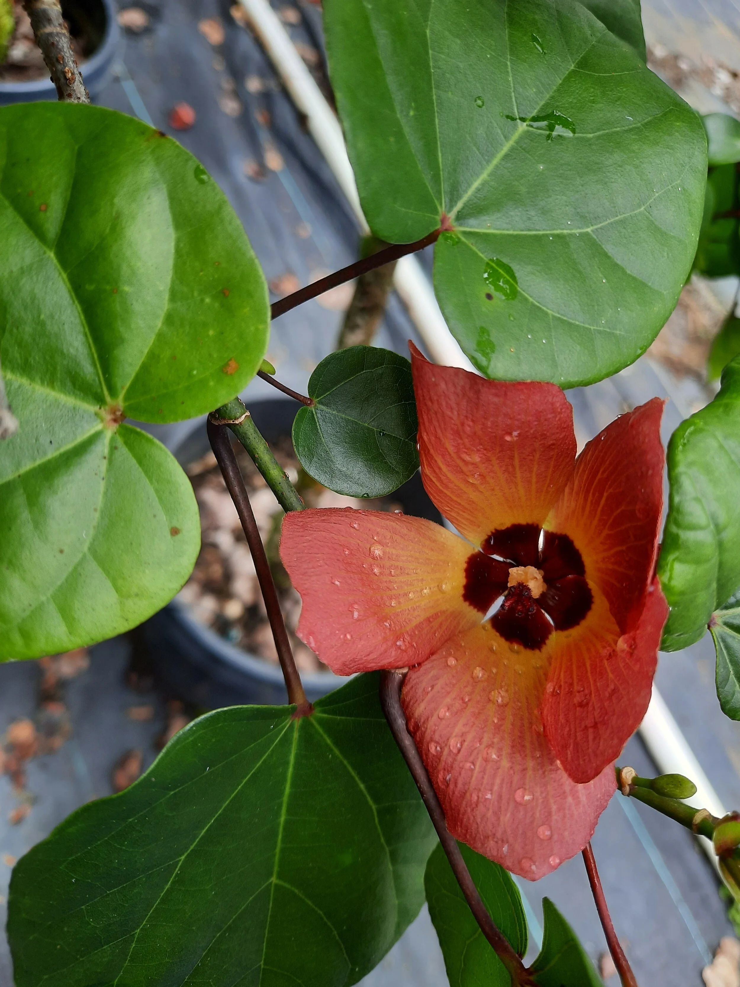 Hibiscus Tiliaceus Flower Plant - Sea hibiscus
