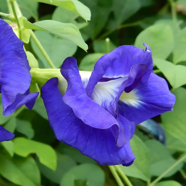 Double Petal Aparajita Plant