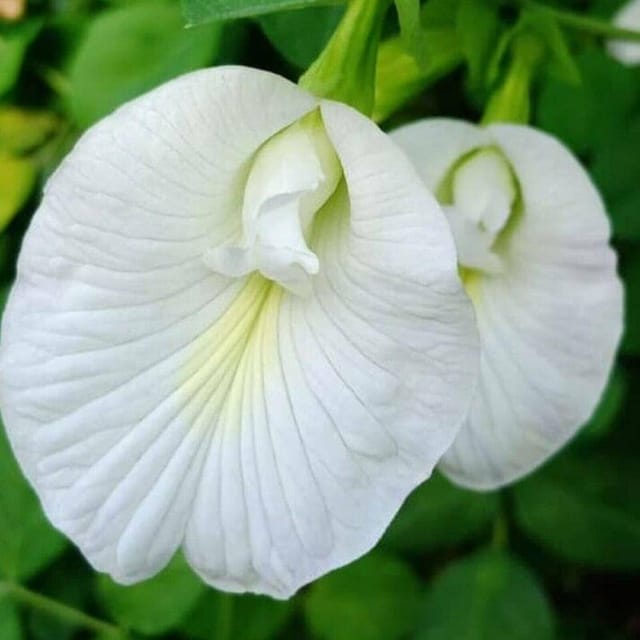 White Aparajita Plant