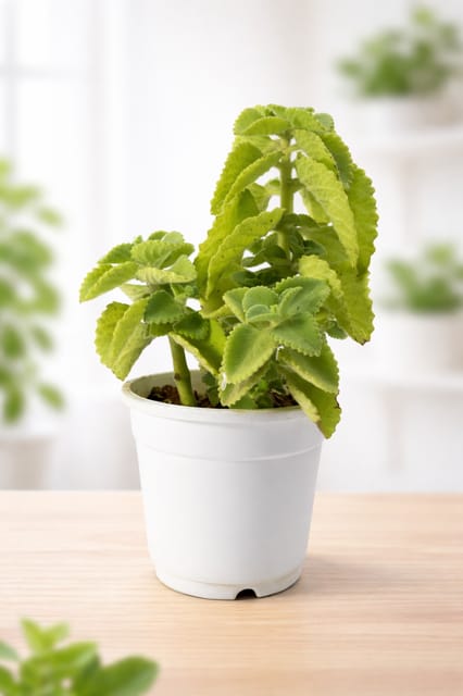 Ajwain (Carom) plant