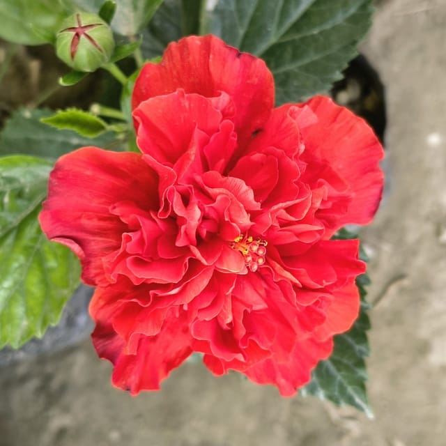 Red Double Petal Arhul (Hibiscus) Plant