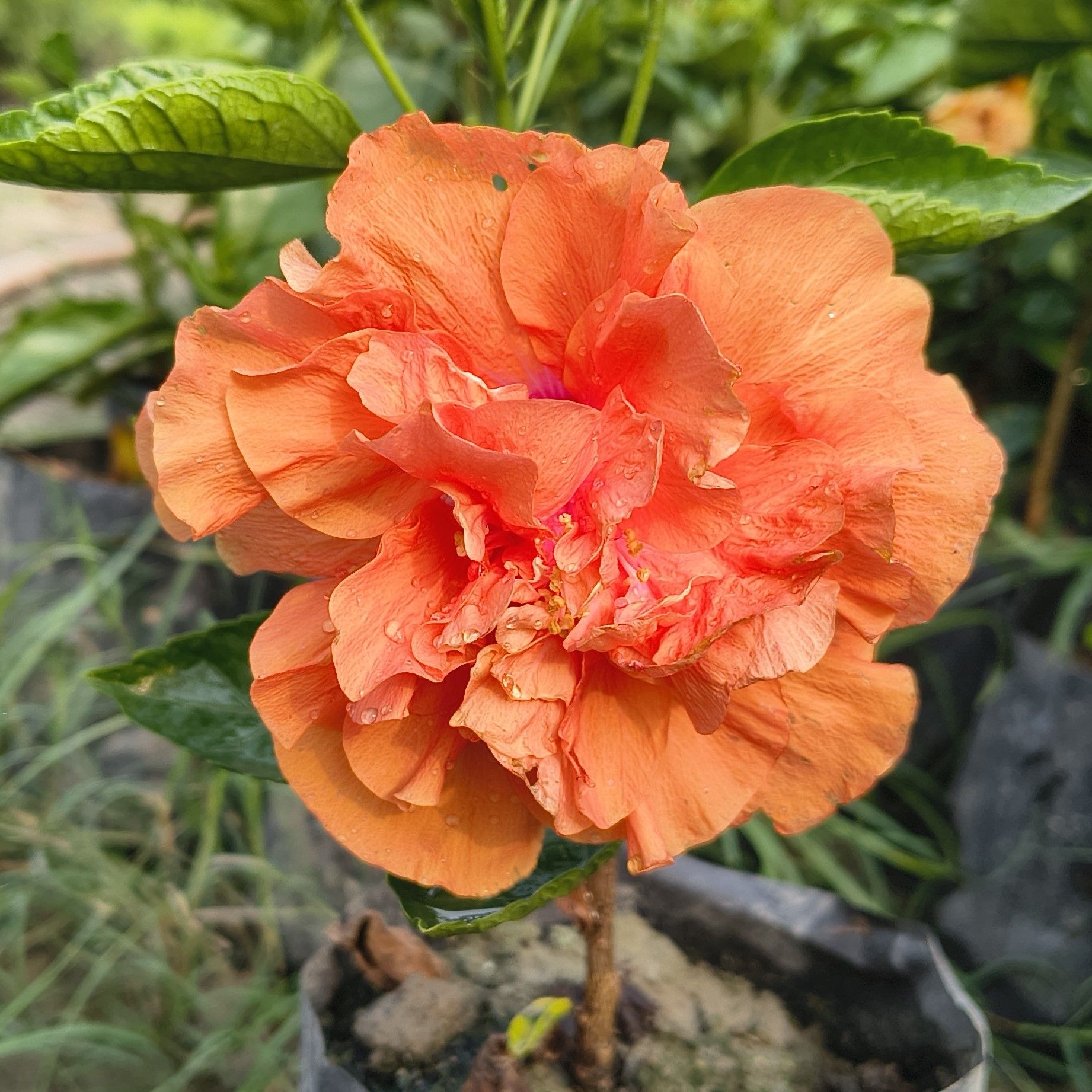 Orange Double Petal Arhul (Hibiscus) Plant