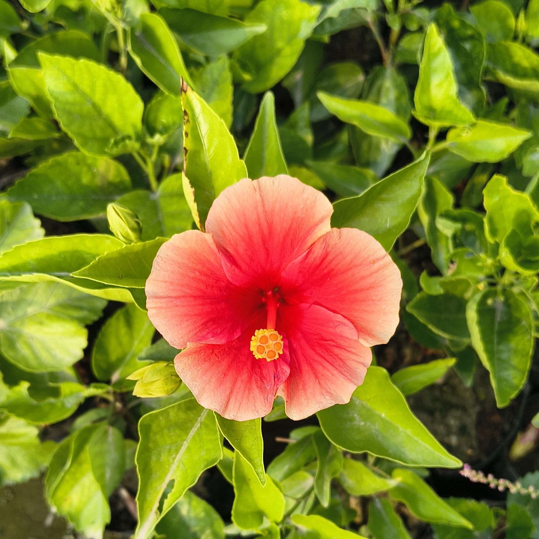 Light Orange with Red Center Arhul (Hibiscus)  Plant