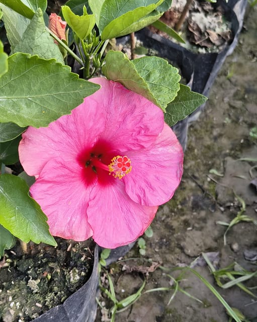 Pink Arhul (Hibiscus) Plant