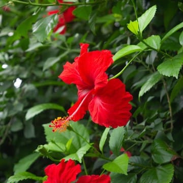 Red Arhul (Hibiscus) Plant