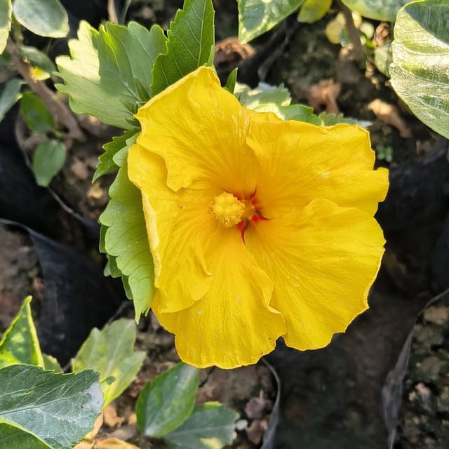 Yellow Arhul (Hibiscus)