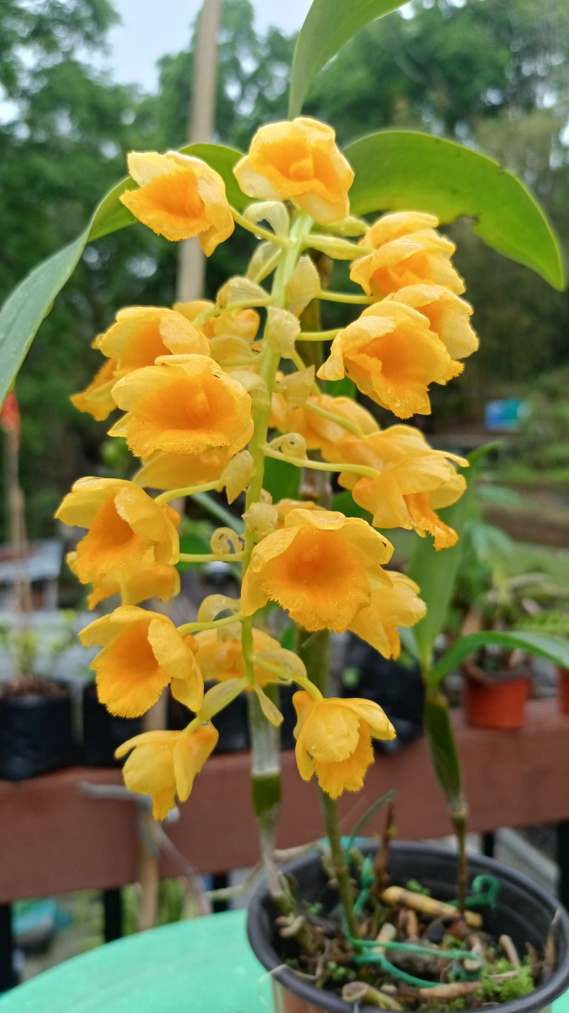 Dendrobium Densiflorum  Orchid Plant