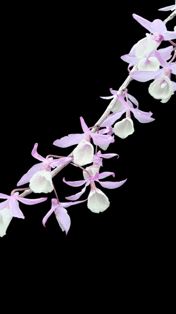 Dendrobium Aphyllum Orchid Plant