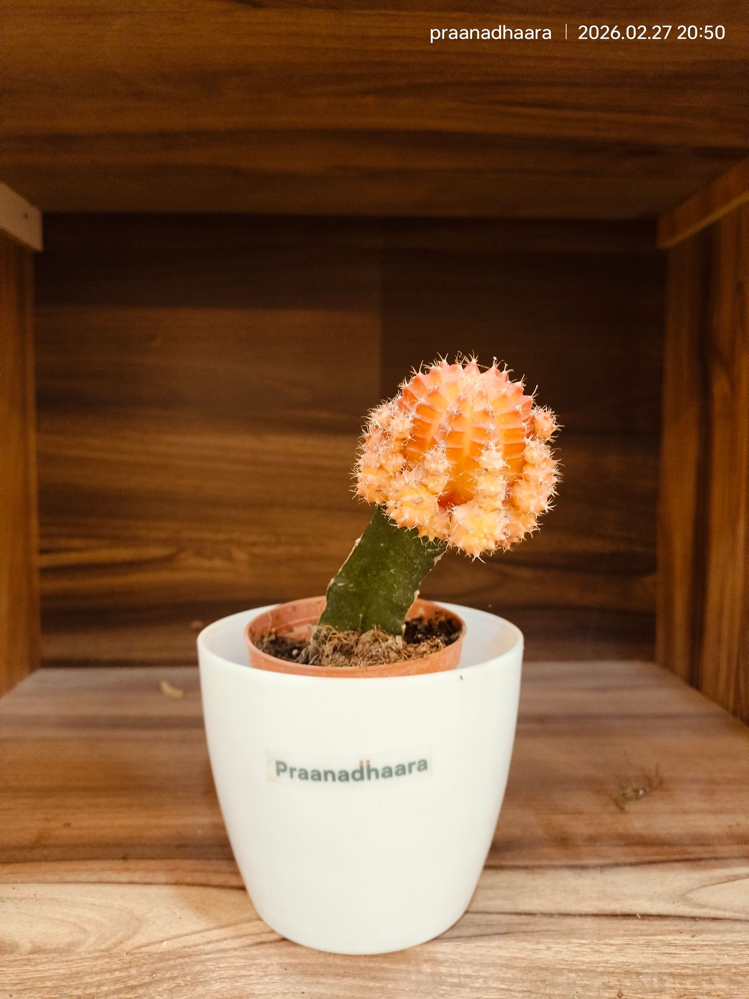 Orange Moon Cactus | Gymnocalycium&nbsp;Variegated-Praanadhaara