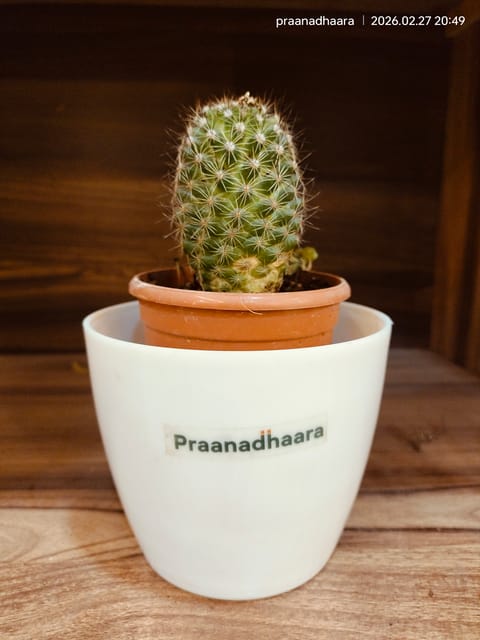 Mammillaria spinosissima | spiny pincushion cactus -  Pranadhaara