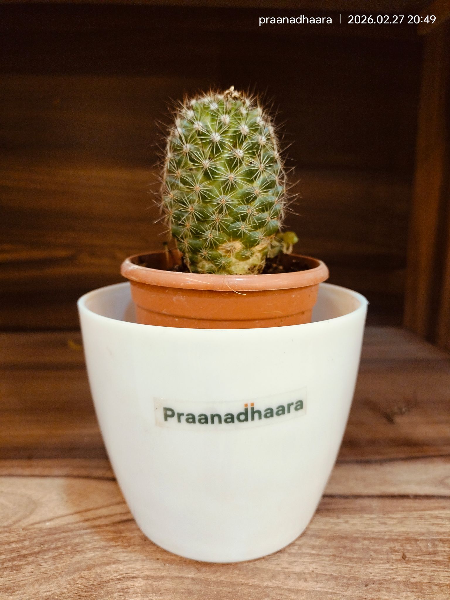 Mammillaria spinosissima | spiny pincushion cactus -  Pranadhaara