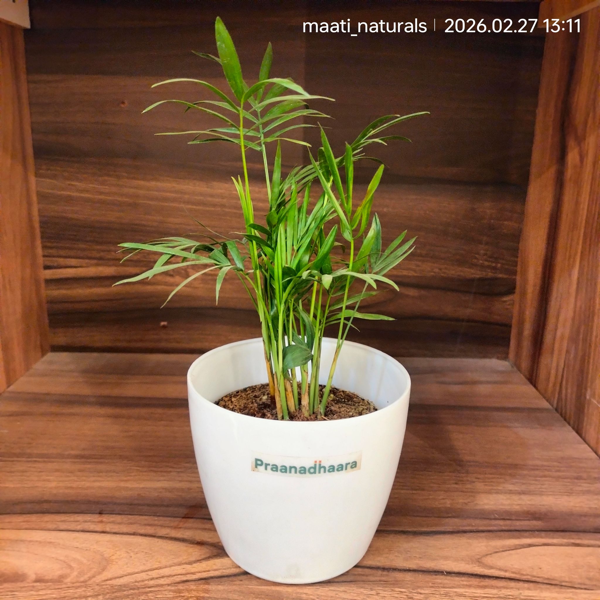 Parlour Palm Plant – Praanadhaara