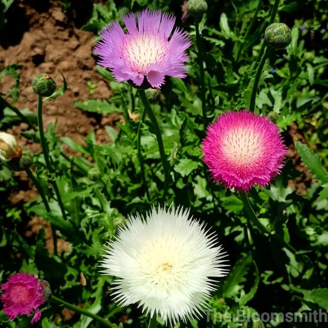 Sweet Sultan (Amberboa Moschata) | Pack Size 40 Seeds- The Bloomsmith