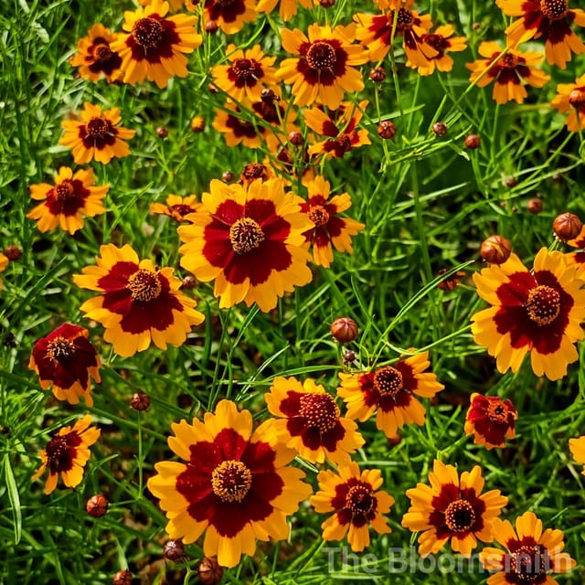 Coreopsis Mix (Tickseed) | Pack Size 50 Seeds-The Bloomsmith