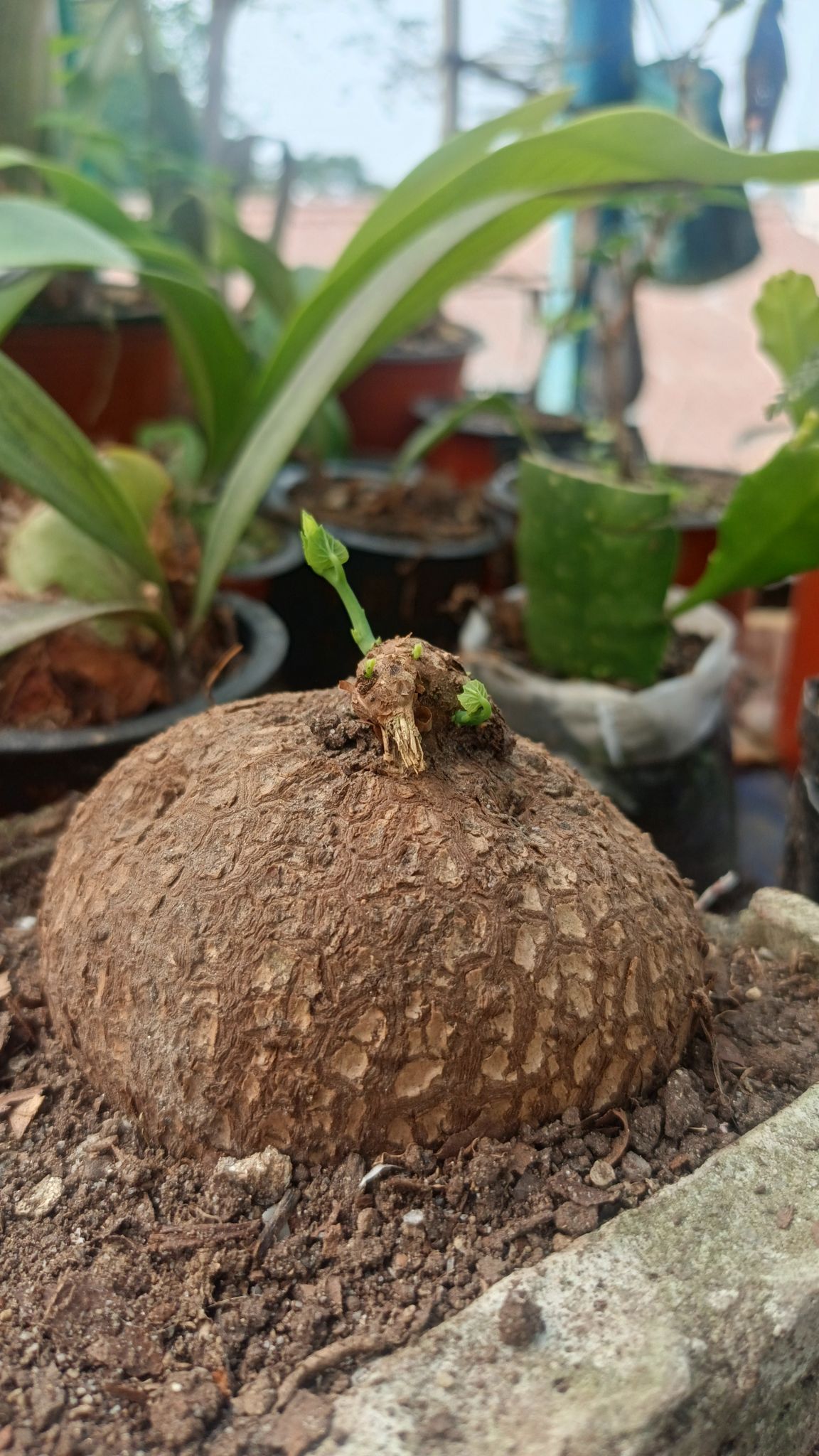 Stephania Erecta Plant