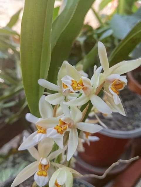 Coelogyne Nitida Plant Coelogyne Nitida Plant