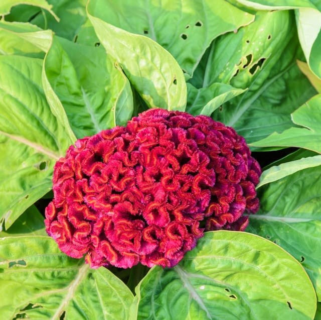 Cockscomb Flower Seeds – Easy to Grow Ornamental Garden Plant ( Pack Of 30 Seeds)