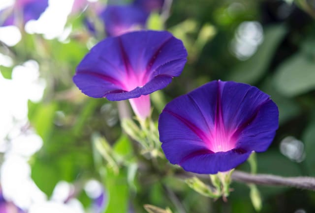 Premium Morning Glory Seeds – Beautiful Climber Flowers (30 Seeds Pack)