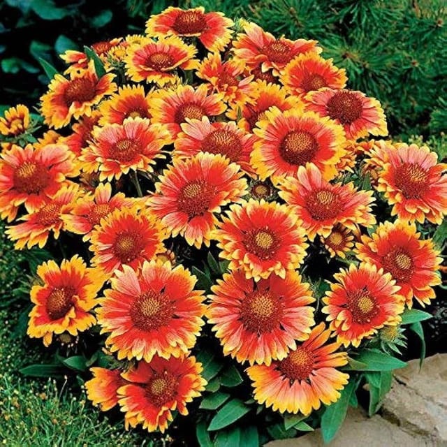 Gaillardia Flower Seeds (Pack of 50 Seeds) – Bright & Hardy Blooming Plant