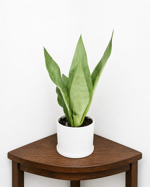 Phulwari Sanseveria Moonshine Plant (height 30 cm)without soil(Barerooted)