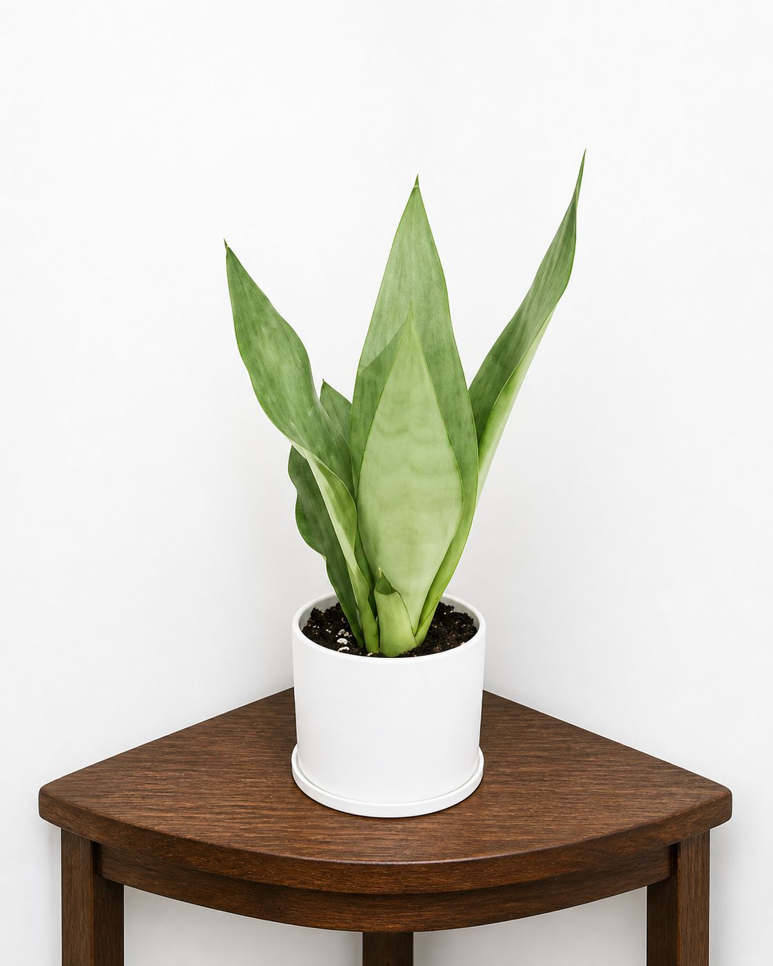 Phulwari Sanseveria Moonshine Plant (height 30 cm)without soil(Barerooted)