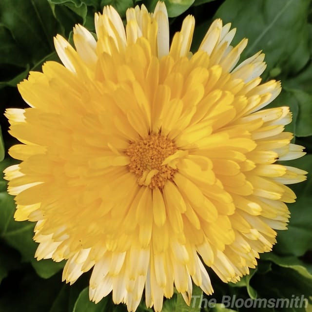 Calendula Creamy White | Pack Size 30 Seeds-The Bloomsmith