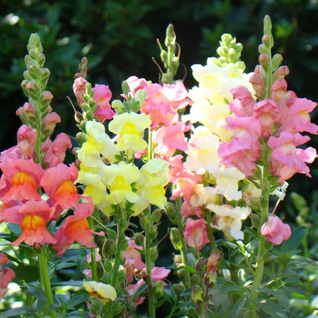 Snapdragon (Antirrhinum) Mixed Colors| Pack 30 seeds-The Bloomsmith Snapdragon (Antirrhinum) Mixed Colors| Pack 30 seeds-The Bloomsmith