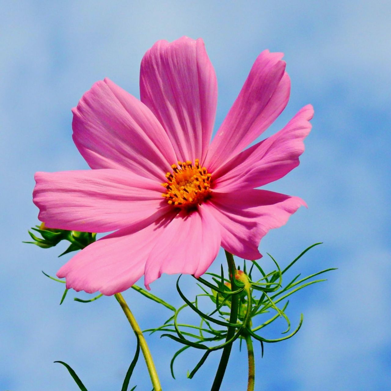 Cosmos Sensation Mixed Colors| Pack Size 30 seeds-The Bloomsmith