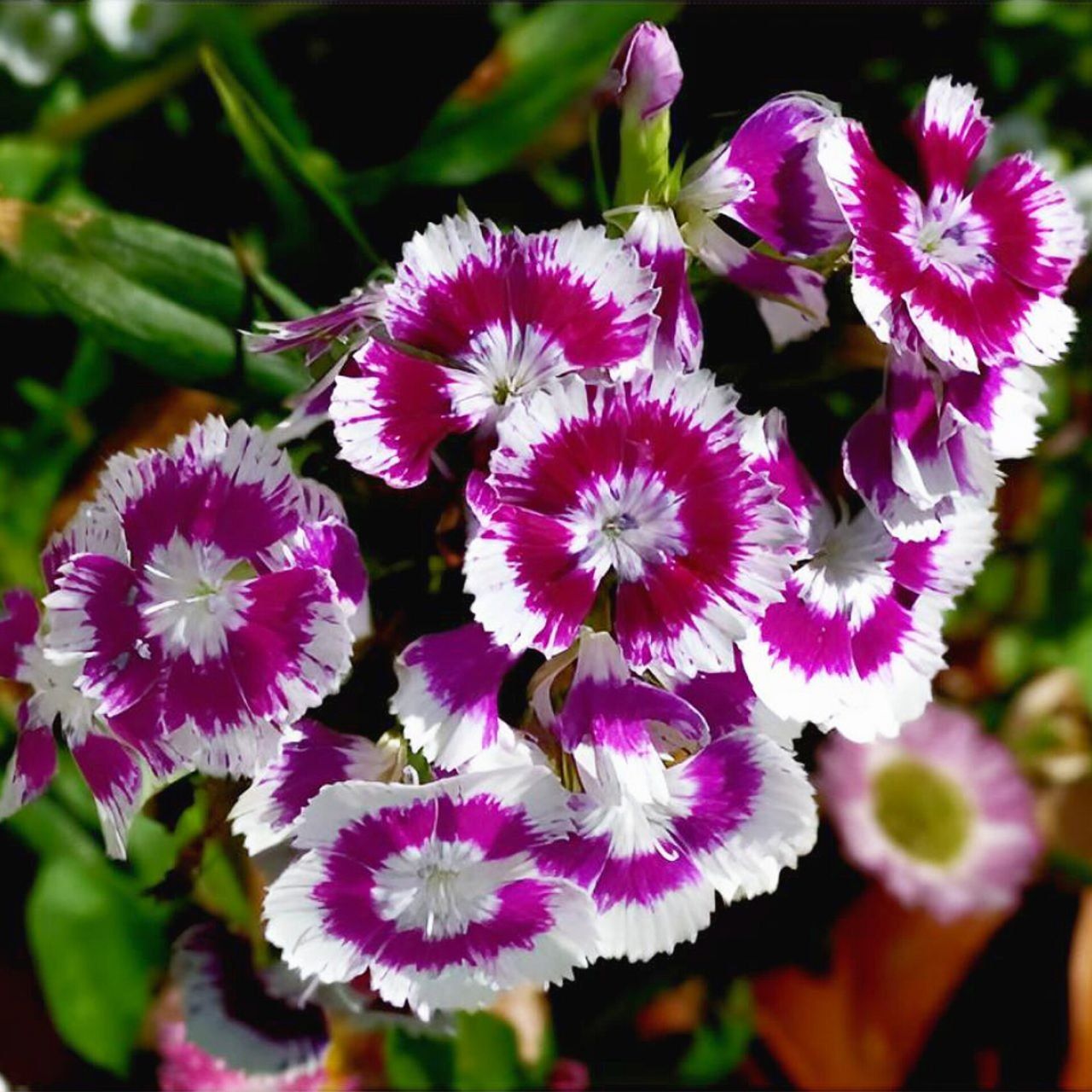 Sweet William (Dianthus barbatus) Mix Pack Size 50 Seeds-The Bloomsmith