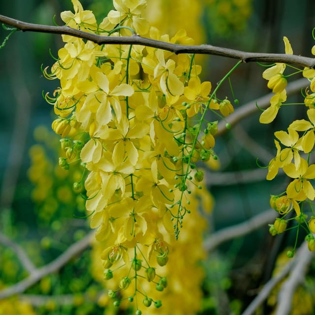 Cassia Fistula (Amaltas) The Golden Shower Tree - The Bloomsmith